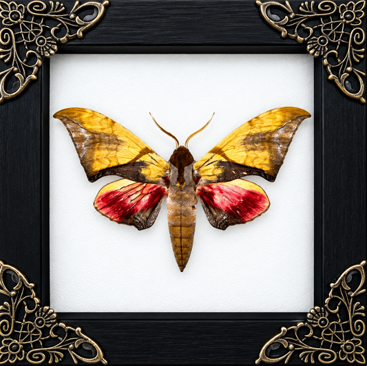 Callambulyx Moth Callambulyx rubricosa Frame