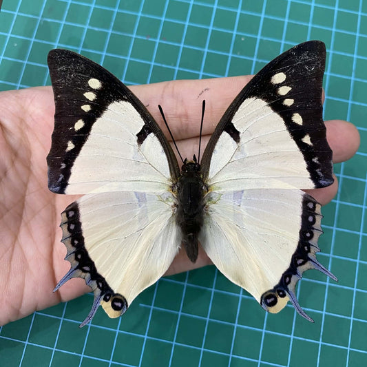Real Great Nawab Butterfly Specimen, Polyura eudamippus, Dried Preserved Insect