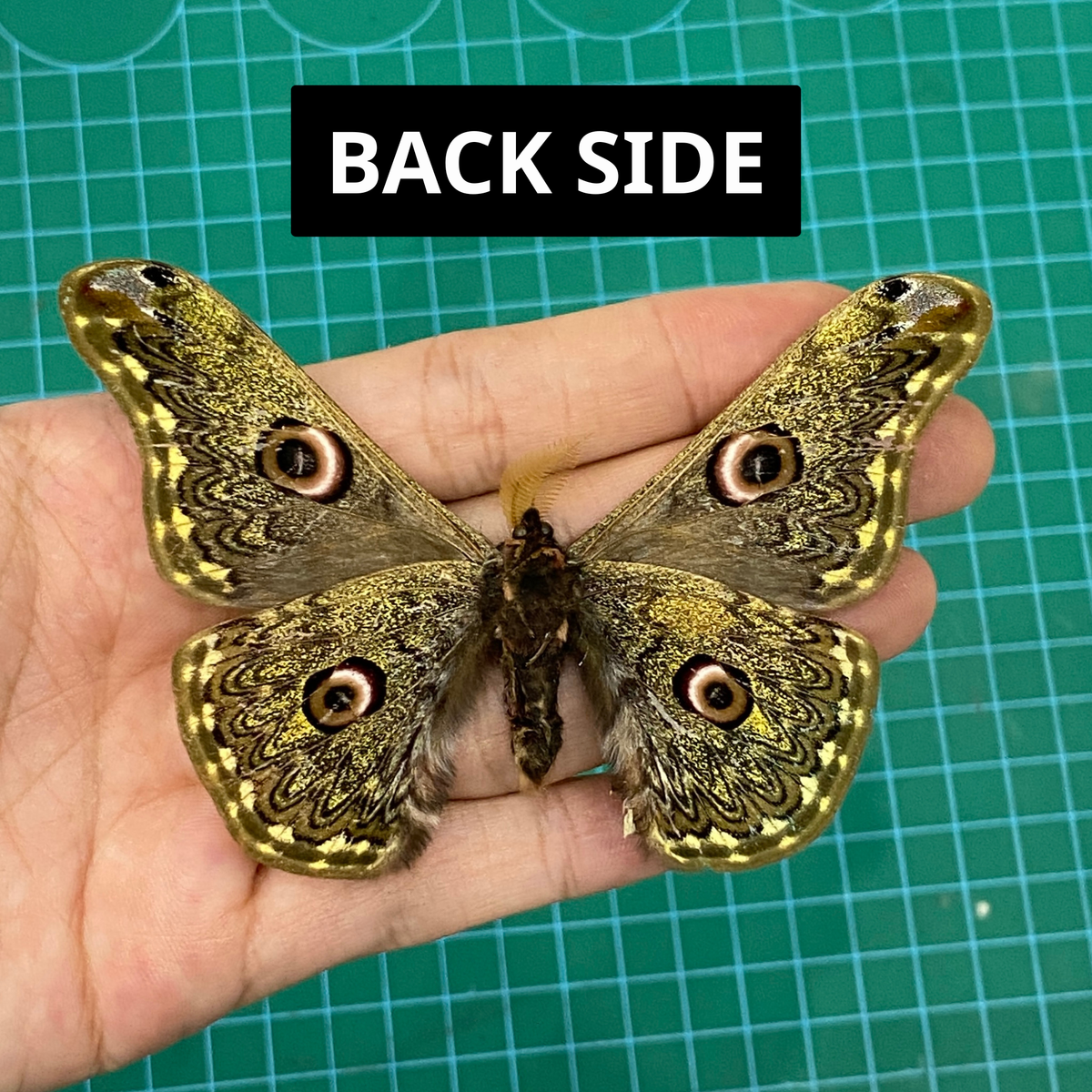 Real Caligula Anna Moth Taxadermy, Dried Specimen Spread Wings, Real Insect Entomology Display