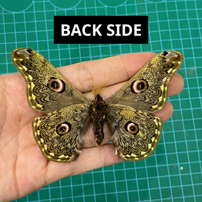 Real Caligula Anna Moth Taxadermy, Dried Specimen Spread Wings, Real Insect Entomology Display