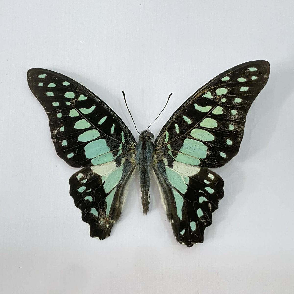 Real Blue Butterfly Taxidermy, Dried Specimen Spread Wings, Real Insect Display