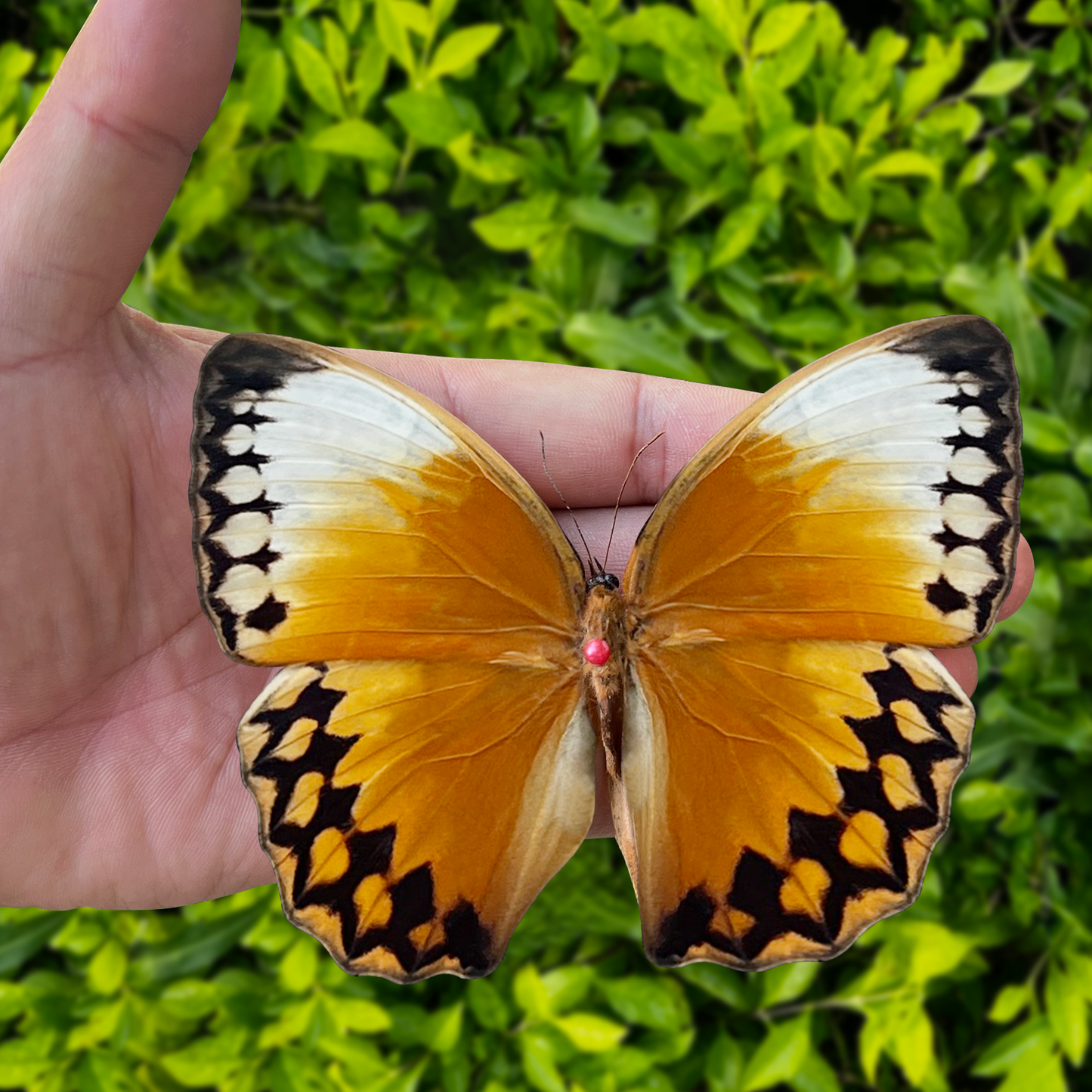 Real Butterfly Stichopthalma Wooden Frame Dried Insect Specimens K16-02-TR