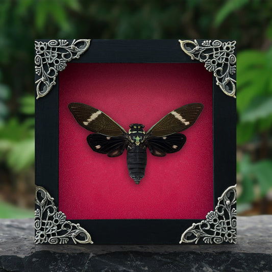 Real Black Cicada Framed Wall Art, Taxidermy Insect Specimen, Gothic Insect Decor, Oddities Display - Formotosena montivaga
