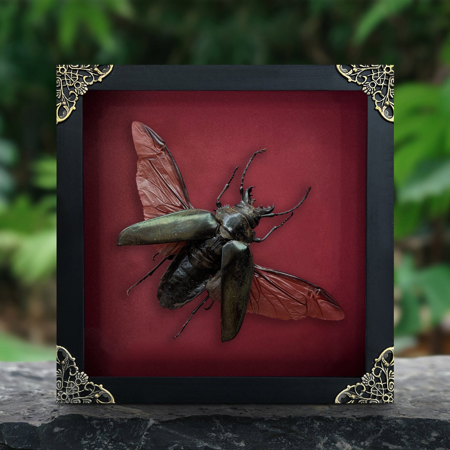 Real Beetle Insect Framed, Shadow Box Artwork, Dead Bug Oddities Curiosities, Home Gothic Wall Decor