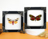 2 Real Butterflies Dead Insect Dried Bug Wood Oddity Framed Taxidermy Display Wall Art Specimen K12-12TR14TR