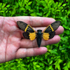 Real Framed Yellow Wings Butterfly Cicada Black Frame Gothic Home Decor K12-80-NEM