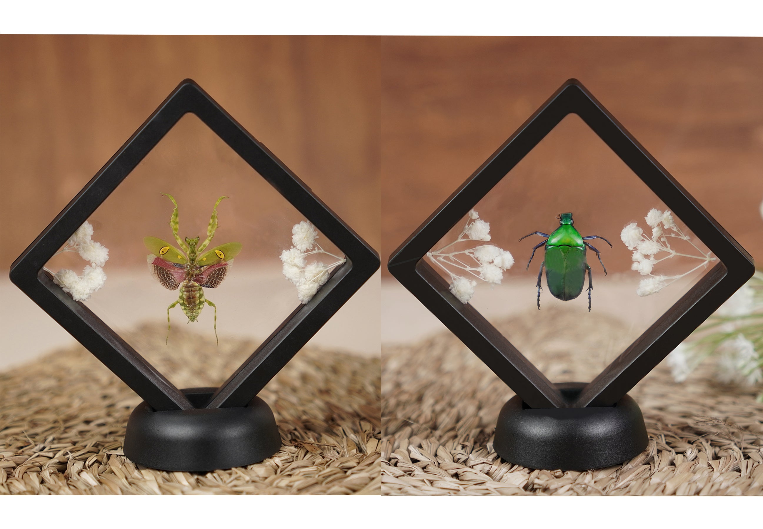 2 Taxidermy Praying Mantis & Beetle Floating Frame Display Curiosities And Oddities Spooky Gothic Decor for Home