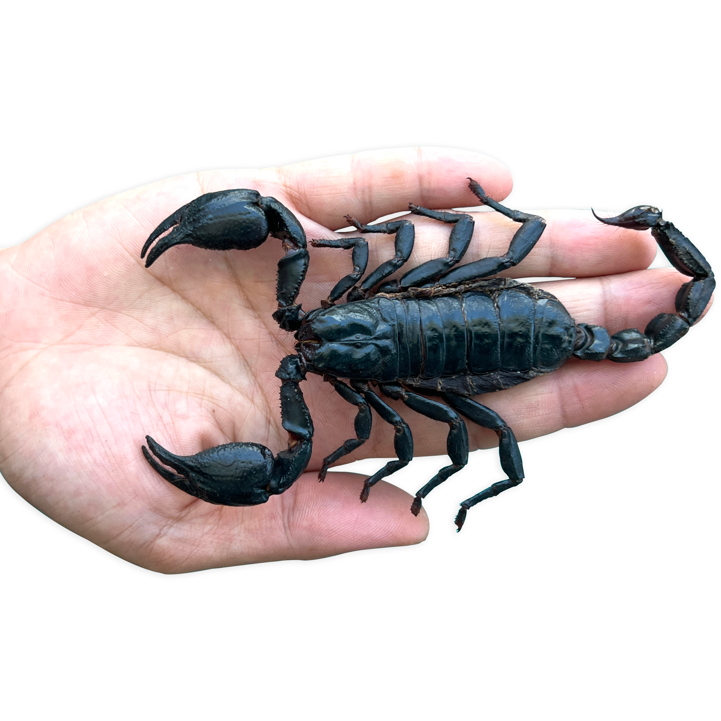 Scorpion Real Wooden Framed Dried Insect Taxidermy Bug K16-51-DE