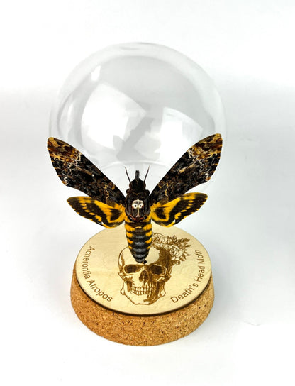 Real Death Head Moth Acherontia Glass Dome, Hawkmoth Insect Bug Gothic Birthday Gift Home Decor