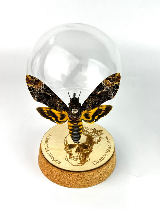 Real Death Head Moth Acherontia Glass Dome, Hawkmoth Insect Bug Gothic Birthday Gift Home Decor
