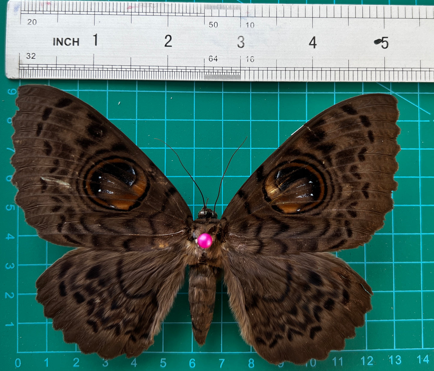 Real Butterfly Taxidermy, Dried Specimen Spread Wings, Real Insect Entomology Display