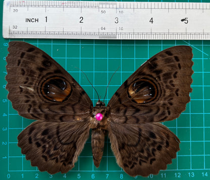 Real Butterfly Taxidermy, Dried Specimen Spread Wings, Real Insect Entomology Display