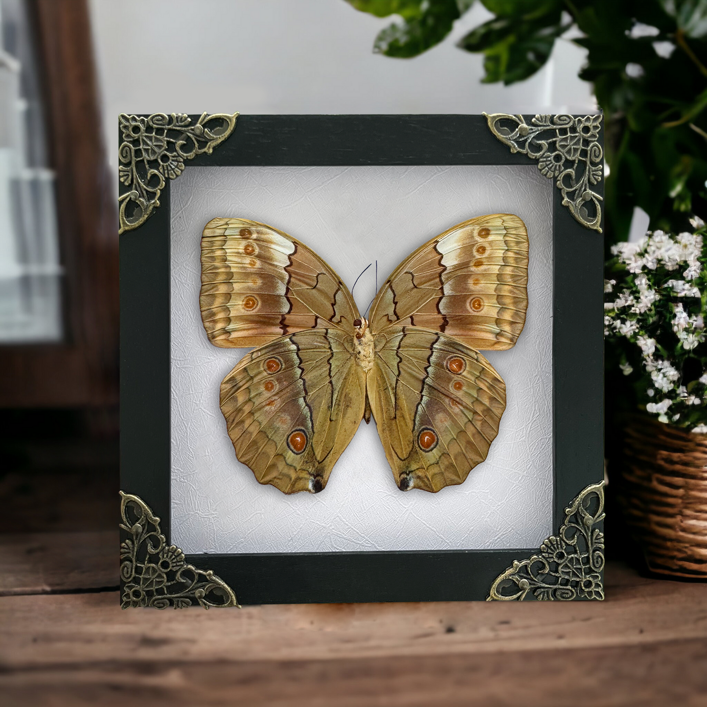 Real Jungle Queen Butterfly Framed, Gothic Insect Wall Decor, Pinned Butterflies Shadow Box, Birthday Gift