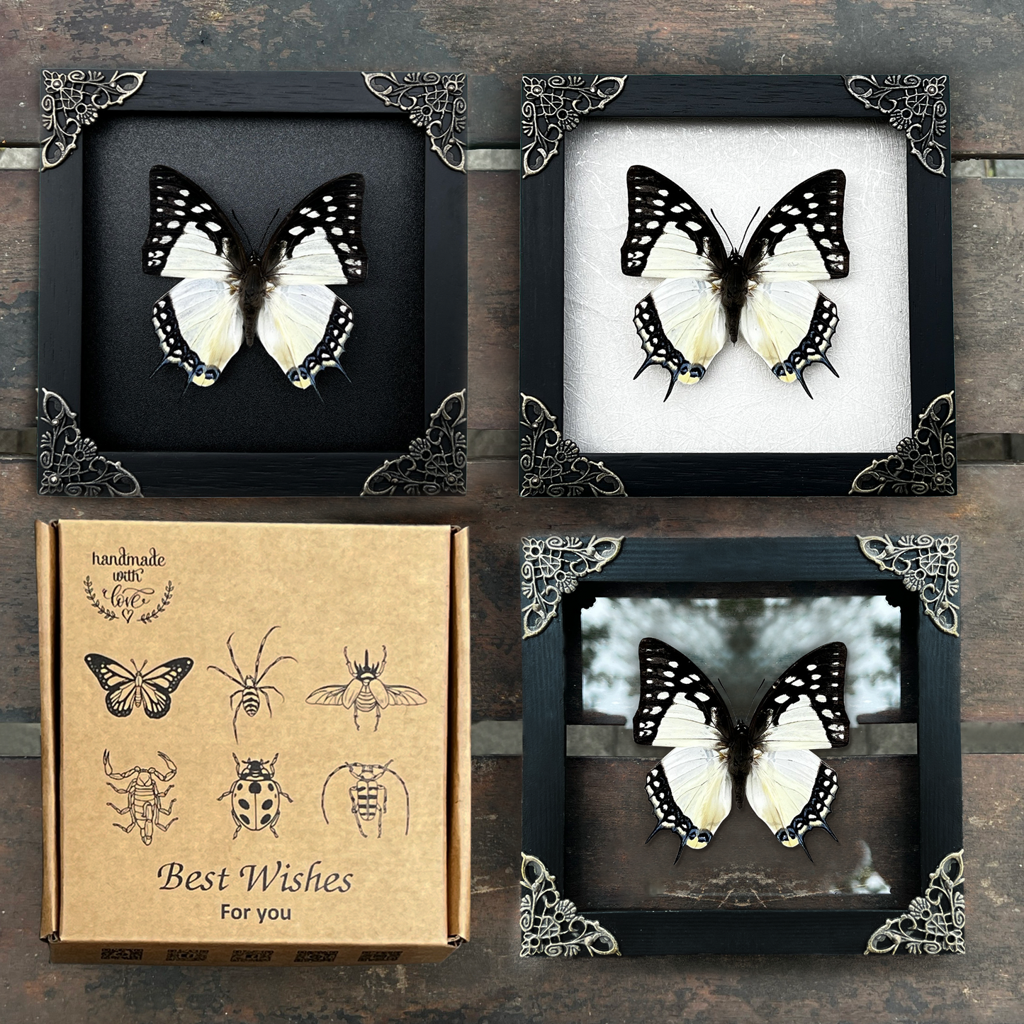 Real Butterfly Polyura Wooden Glass Frame Dried Insect Specimens K14-04-DE