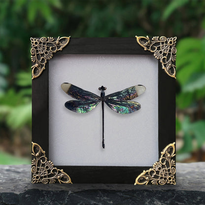 Real Black Metallic Damselfly Shadow Box Insect Bug Frame Wall Art Decoration Oddity Home Bookshelf Decor