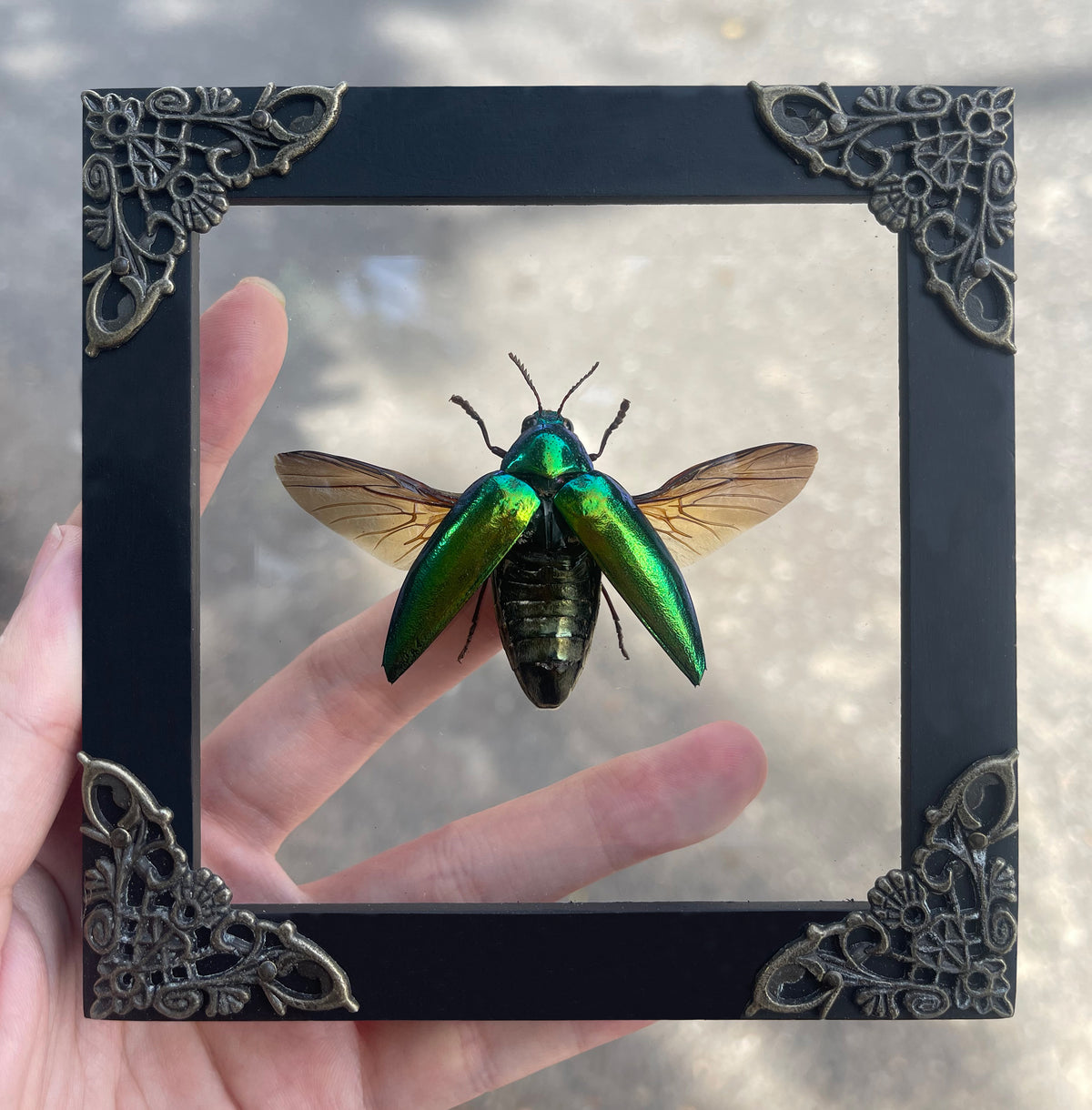 Real Framed Green Jewel Beetle Black Frame Dead Insect Dried Bug K12-98-TR