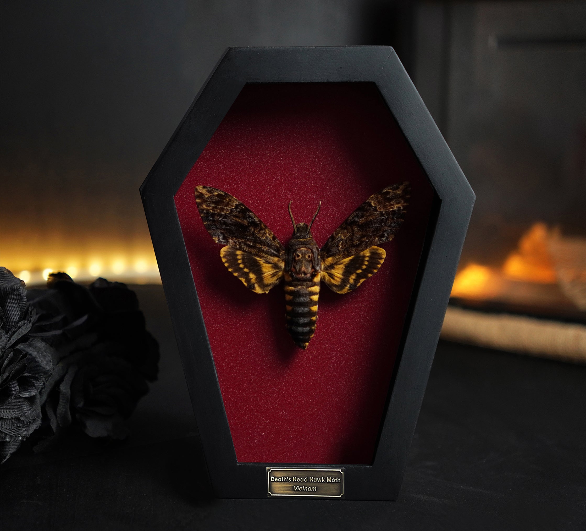 Real Death Head Moth Coffin Framed Insect Taxidermy Gothic Decor