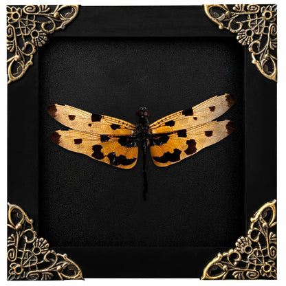 Real Yellow Dragonfly Shadow Box Insect Bug Frame Wall Art Decoration Oddity Home Bookshelf Decor K12-100-DE