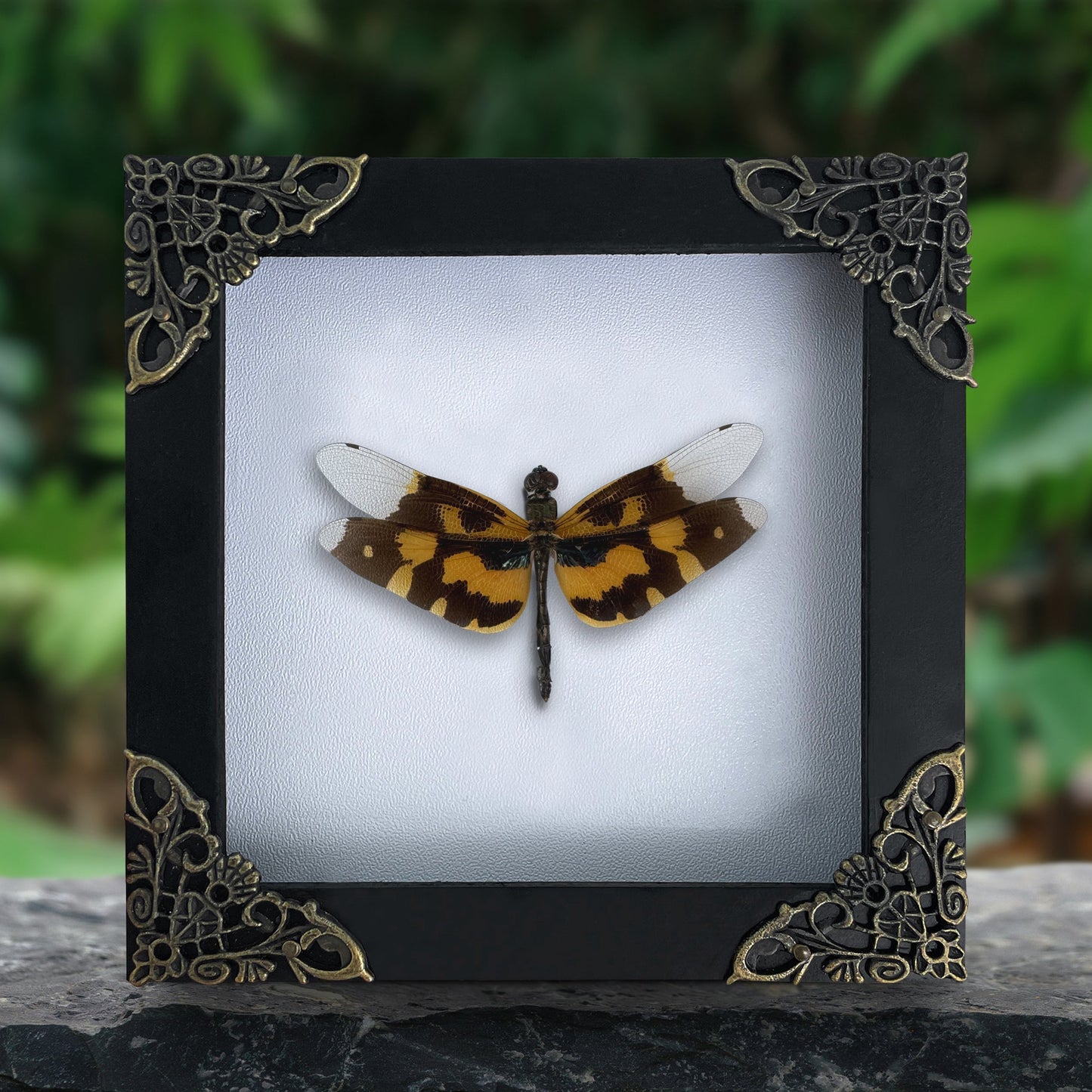 Real Dragonfly Specimen Framed, Insect Bug Artwork, Gothic Home Decor, Dark Academia, Oddities Wall Display - Rhyothemis variegata Female