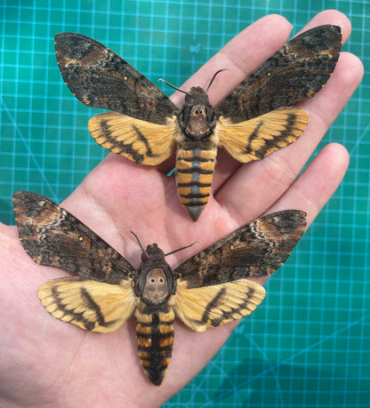 2 Real Acherontia Moth Spread Mounted Skull Moth Silence Lambs Entomology Dead Insect Dried Butterfly Specimen