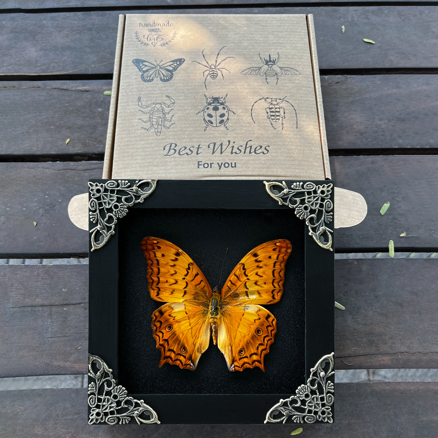 Real Orange Butterfly Black Frame Dead Insect Dried Bug Lover K12-31-DE