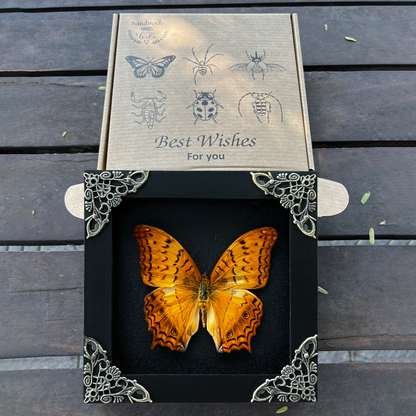 Real Orange Butterfly Black Frame Dead Insect Dried Bug Lover K12-31-DE