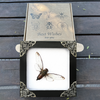 Real Framed Cicadas Shadow Box White Frame Home Decor K12-78-TR