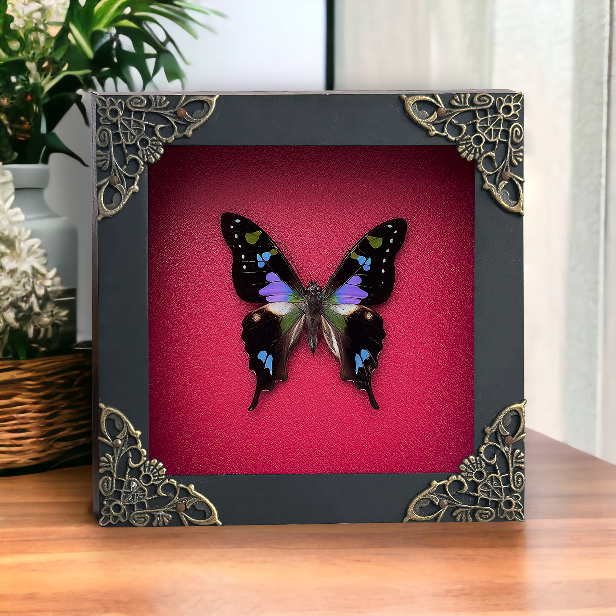 Mother's Day Gift Real Butterfly Framed Gothic Wall Hanging Home Decor Pinned Butterflies Insect Collections