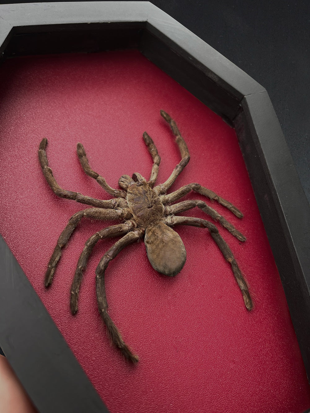 Gothic Halloween Decor, Tarantula Spider Bird Eating Coffin Shadow Box, Insect Frame, Oddities Curiosities Home Decor