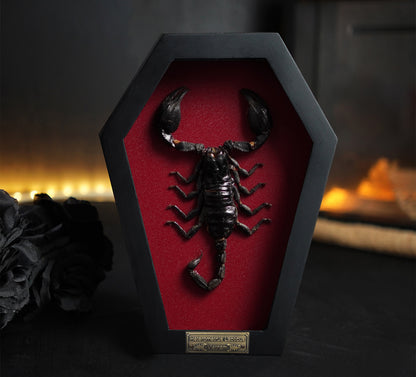 Real Scorpion in Coffin Frame 7" Bug Taxidermy Curiosities Oddities Gothic Halloween Decor