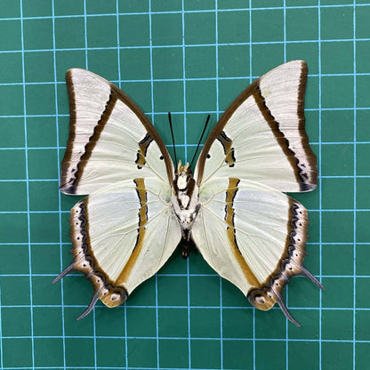 Real Great Nawab Butterfly Specimen, Polyura eudamippus, Dried Preserved Insect