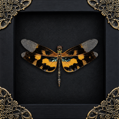 Yellow Dragonfly Rhyothemis variegata Frame