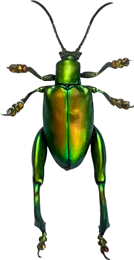 Real Frog-legged Beetle Specimen, Insect Bug Taxidermy, Insect Entomology Display, Décor