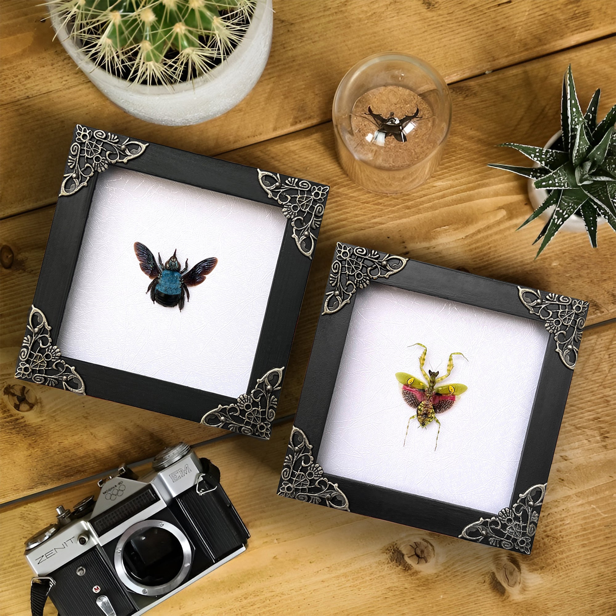 2 Real Blue Bee Green Mantis Frames Dead Insect Dried Bug Shadow Box Wood Oddity Framed Taxidermy Collectables Specimen Decoration Reading Tabletop Wall Art Home Decor Living Gallery