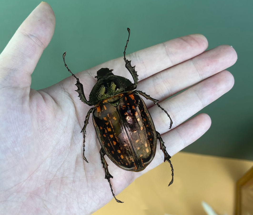 Real Cheirotonus Beetle Specimen, Insect Bug Taxidermy, Insect Entomology Display, Décor