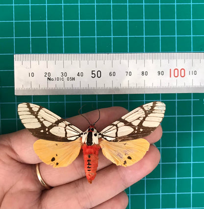 Real Tiger Moth Specimen, Moth Taxidermy Open wings, Insect Entomology Display, Decor