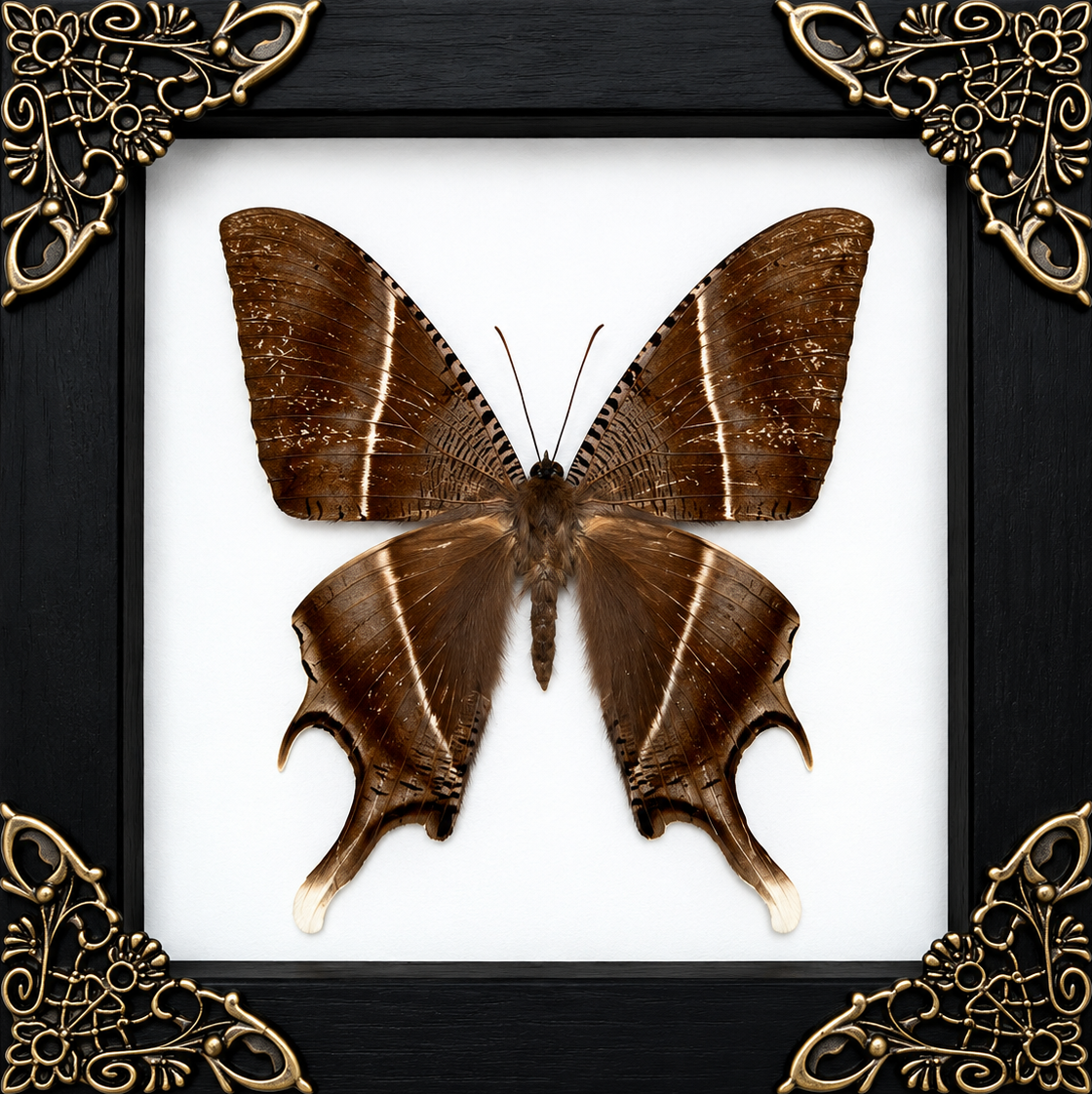Tropical Swallowtail Moth Frame