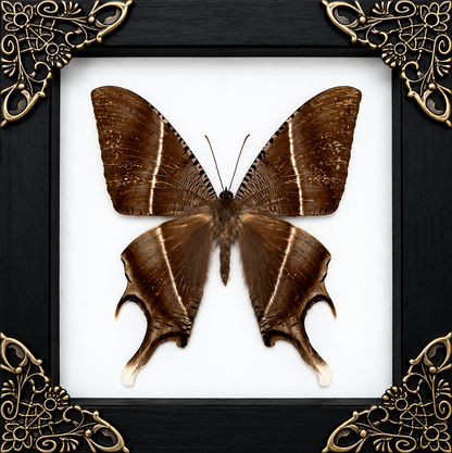 Tropical Swallowtail Moth Frame