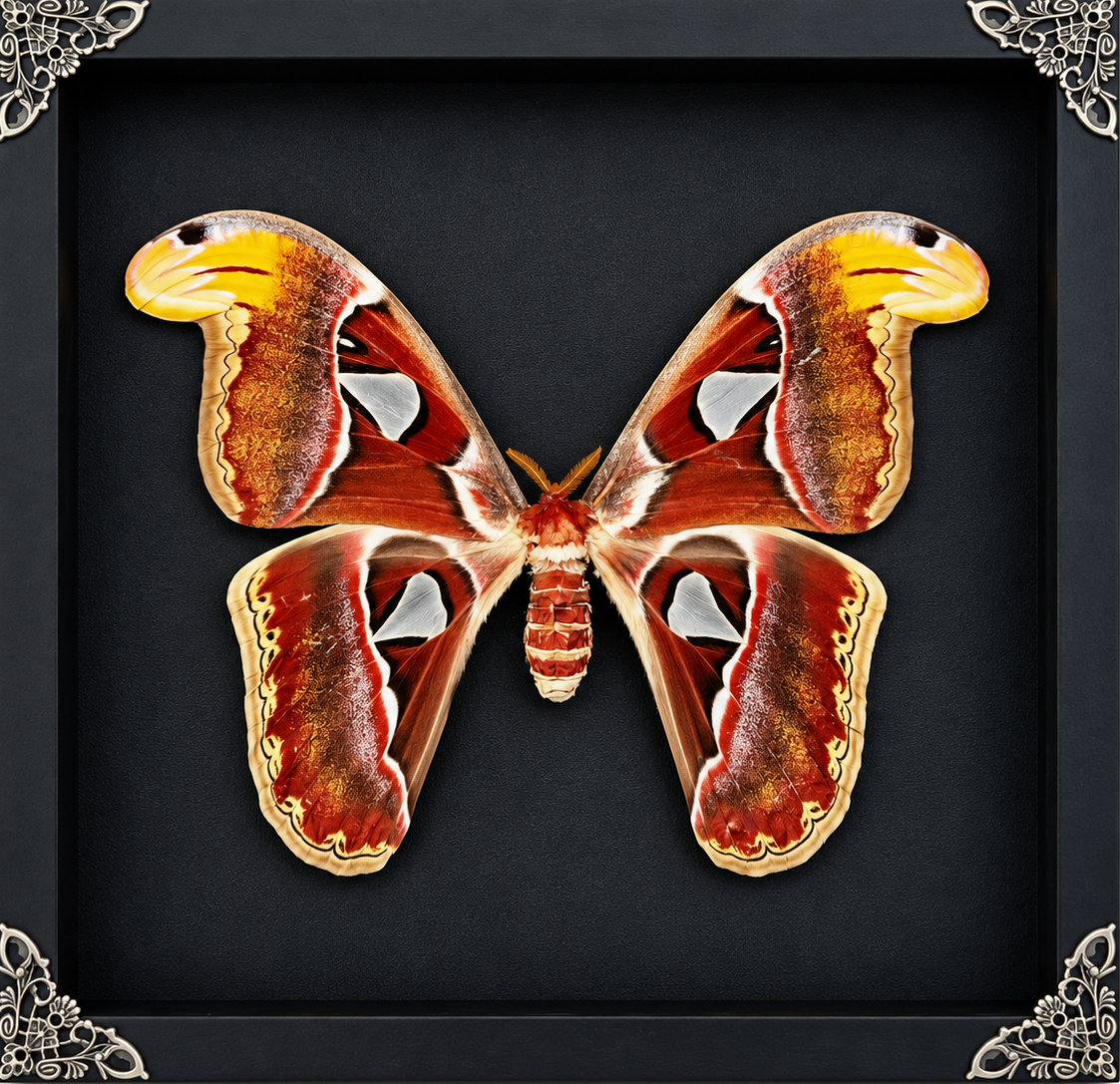 Atlas Moth Attacus atlas Frame