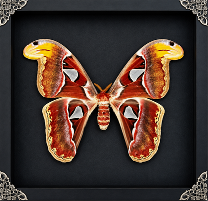 Atlas Moth Attacus atlas Frame