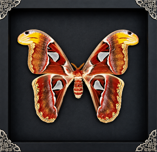 Atlas Moth Attacus atlas Frame