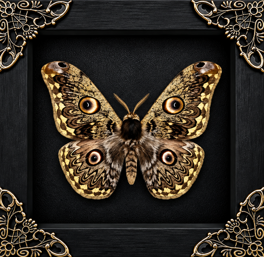 Caligula Anna Moth Frame