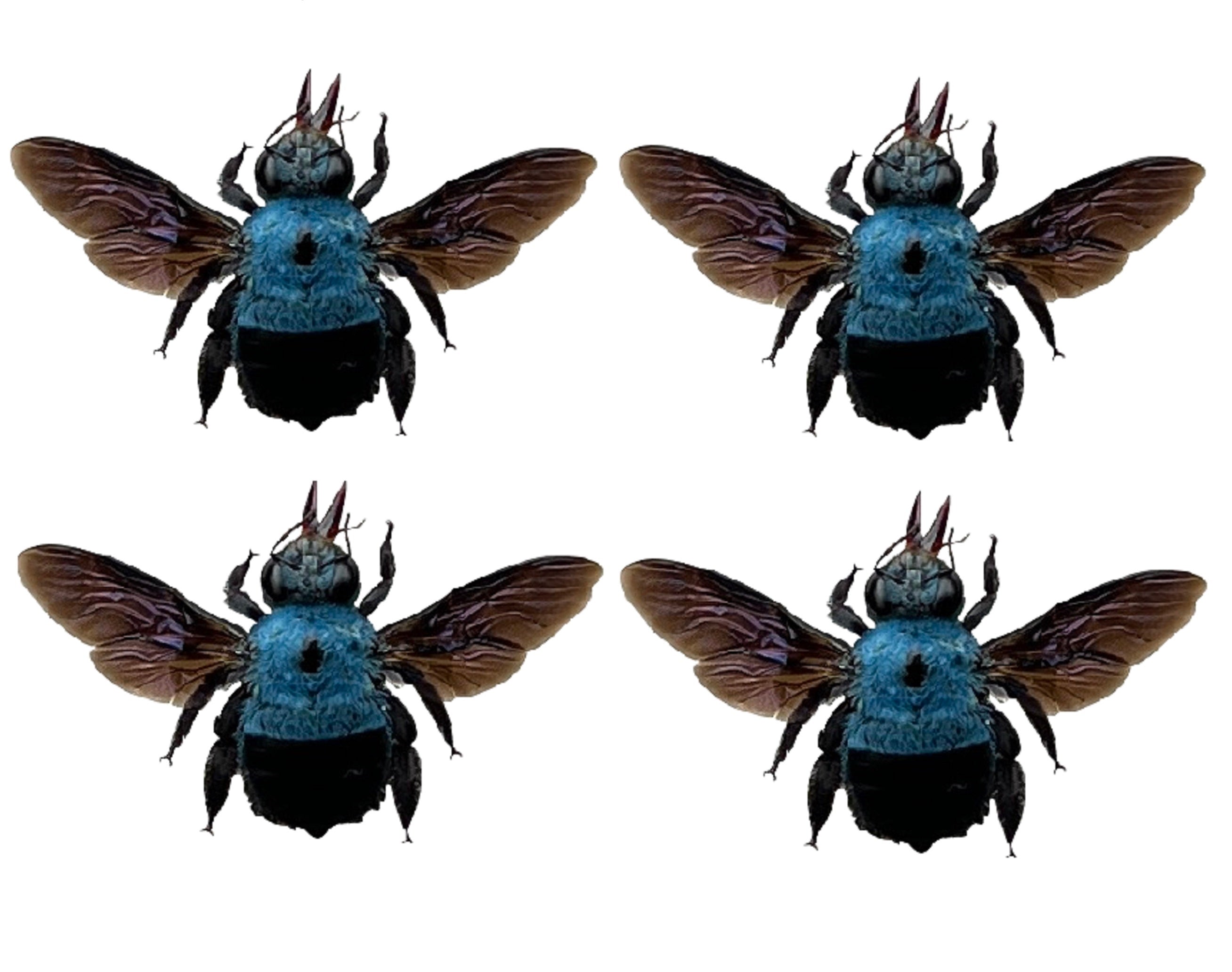 4 Real Blue Bee Specimen Collection Bug Mounted Dead Animal Art Artwork Display UM-20