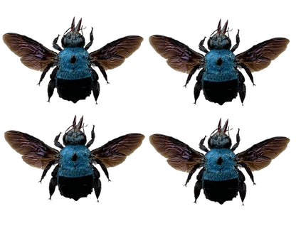 4 Real Blue Bee Specimen Collection Bug Mounted Dead Animal Art Artwork Display UM-20