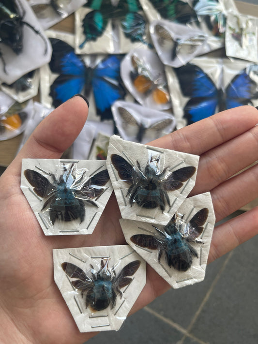 4 Real Blue Bee Specimen Collection Bug Mounted Dead Animal Art Artwork Display UM-20