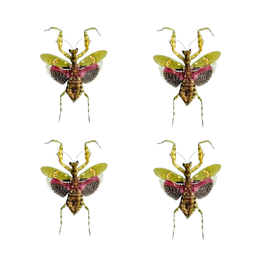4 Real Green Mantis Beetles Specimen Collection Entomology Bug Mounted Display UM-21
