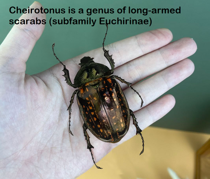 Real Cheirotonus Beetle Specimen, Insect Bug Taxidermy, Insect Entomology Display, Décor