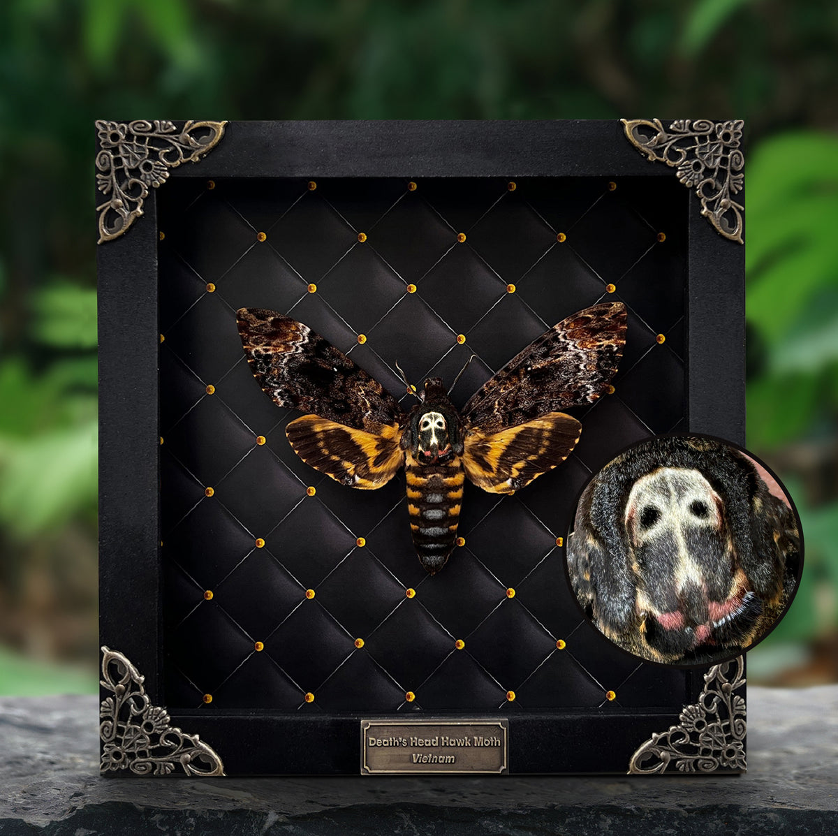 Real Death Head Moth Framed Moth Taxidermy Gothic Home Decor Insect Bug Specimen Collection