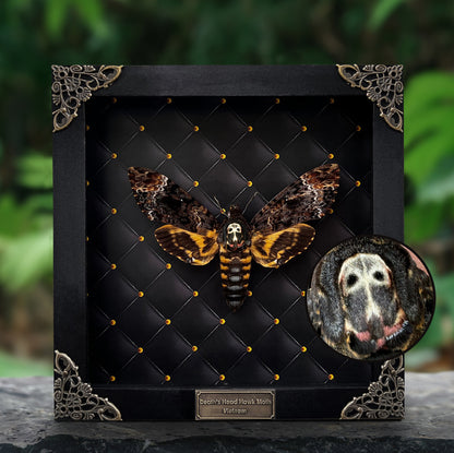 Real Death Head Moth Framed Moth Taxidermy Gothic Home Decor Insect Bug Specimen Collection