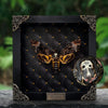 Real Death Head Moth Framed Gothic Decor Taxidermy Insect Collection